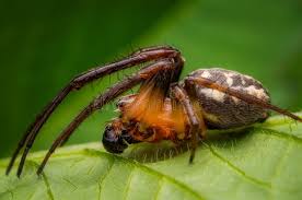 Attēlu rezultāti vaicājumam “Larinioides cornutus male”
