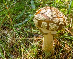 Attēlu rezultāti vaicājumam “Amanita regalis”
