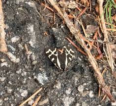 Attēlu rezultāti vaicājumam “Parasemia plantaginis”