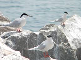 Image result for Sterna dougallii