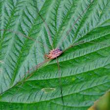 Attēlu rezultāti vaicājumam “Phalangium opilio”