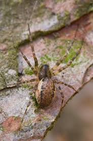 Attēlu rezultāti vaicājumam “Neriene montana”