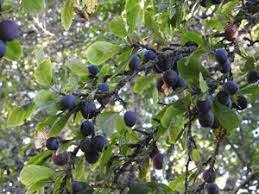 Attēlu rezultāti vaicājumam “Prunus domestica subsp. insitita”