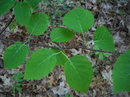 Attēlu rezultāti vaicājumam “Betula papyrifera leaf”