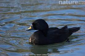 Attēlu rezultāti vaicājumam “Melanitta nigra male”