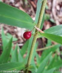 Attēlu rezultāti vaicājumam “Polygonatum verticillatum fruit”