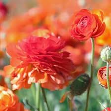 Attēlu rezultāti vaicājumam “Ranunculus elatior”