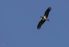 Attēlu rezultāti vaicājumam “Ciconia ciconia juvenile”