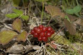 Attēlu rezultāti vaicājumam “Rubus saxatilis fruit”