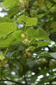 Attēlu rezultāti vaicājumam “Tilia americana”