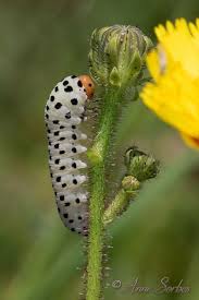 Attēlu rezultāti vaicājumam “Orthosia miniosa larva”