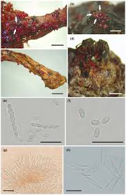 Attēlu rezultāti vaicājumam “Nectria sp., Neonectria sp.”