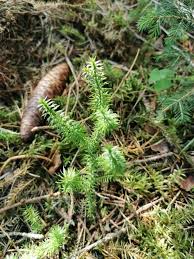 Attēlu rezultāti vaicājumam “Lycopodium dubium”