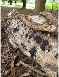 Attēlu rezultāti vaicājumam “Hypoxylon multiforme”