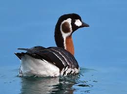 Attēlu rezultāti vaicājumam “Branta ruficollis”