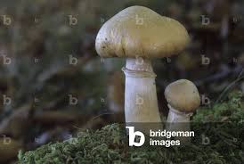 Attēlu rezultāti vaicājumam “Rozites caperata”