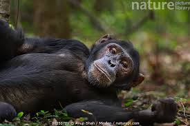 Attēlu rezultāti vaicājumam “Troglodytes troglodytes adult”