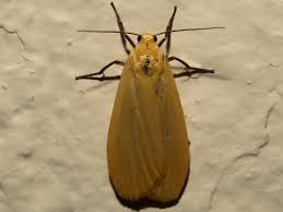 Attēlu rezultāti vaicājumam “Eilema sororcula”