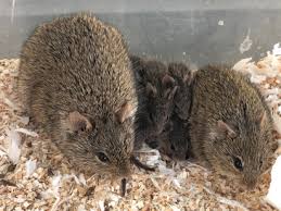 Attēlu rezultāti vaicājumam “Cricetidae”