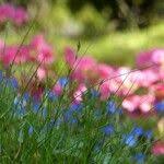 Attēlu rezultāti vaicājumam “Carex remota fruit”