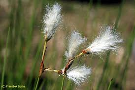 Attēlu rezultāti vaicājumam “Eriophorum gracile”