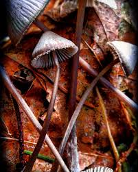 Attēlu rezultāti vaicājumam “Mycena abramsii”