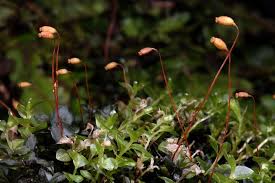 Attēlu rezultāti vaicājumam “Rhizomnium punctatum”