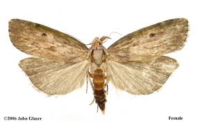 Attēlu rezultāti vaicājumam “Aphomia sociella female”