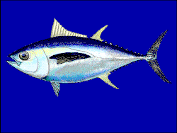 Image result for Thunnus obesus
