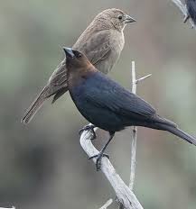 Image result for Hylocichla mustelina