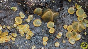 Attēlu rezultāti vaicājumam “Ascobolus furfuraceus”