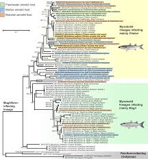 Image result for Chelon ramada