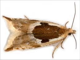 Attēlu rezultāti vaicājumam “Ancylis myrtillana”