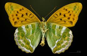 Attēlu rezultāti vaicājumam “Argynnis paphia male”
