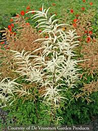 Image result for Aruncus dioicus