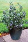 your <b>blueberry plants</b> will