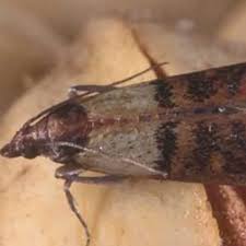 Attēlu rezultāti vaicājumam “Pyralididae”