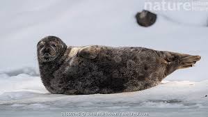 Image result for Pusa hispida