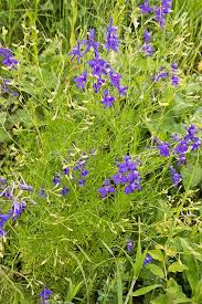 Image result for Consolida regalis