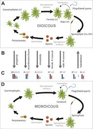 Attēlu rezultāti vaicājumam “Dicranum polysetum sporophyte”