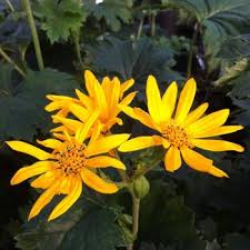 Attēlu rezultāti vaicājumam “Ligularia sibirica leaf”