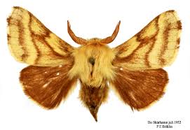 Attēlu rezultāti vaicājumam “Malacosoma castrensis male”