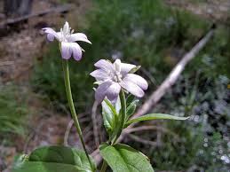 Attēlu rezultāti vaicājumam “Epilobium roseum leaf”