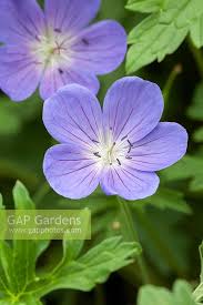 Attēlu rezultāti vaicājumam “Geranium bohemicum”