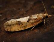 Attēlu rezultāti vaicājumam “Epinotia brunnichana”