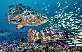 Image result for Epinephelus itajara