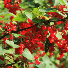 Attēlu rezultāti vaicājumam “Ribes spicatum”