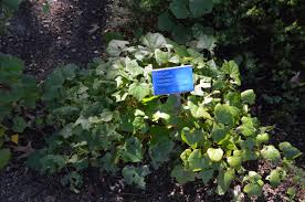 Attēlu rezultāti vaicājumam “Menispermum dauricum leaf”