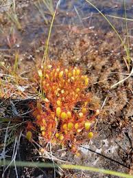 Attēlu rezultāti vaicājumam “Drosera anglica leaf”
