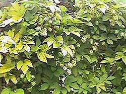 Attēlu rezultāti vaicājumam “Cannabaceae”